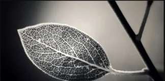 Mikä on television terävyys?